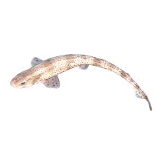 Image result for Scyliorhinus canicula