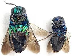 Attēlu rezultāti vaicājumam “Hedychrum sp.”