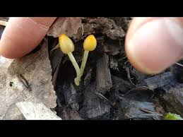 Attēlu rezultāti vaicājumam “Bolbitius vitellinus”