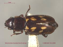 Attēlu rezultāti vaicājumam “Glischrochilus quadripunctatus imago”