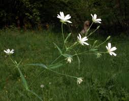 Attēlu rezultāti vaicājumam “Stellaria palustris”