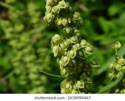 Attēlu rezultāti vaicājumam “Rumex hydrolapathum fruit”