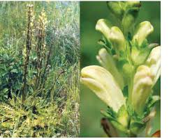 Attēlu rezultāti vaicājumam “Pedicularis sceptrum-carolinum leaf”