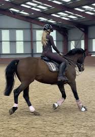 Image result for Ayr Riding Club