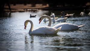 Image result for Sussex Swans