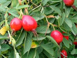 Attēlu rezultāti vaicājumam “Rosa villosa”