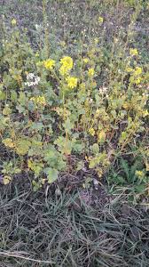 Attēlu rezultāti vaicājumam “Sinapis alba flower”