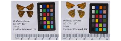 Attēlu rezultāti vaicājumam “Ochlodes sylvanus female”