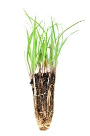 Attēlu rezultāti vaicājumam “Hierochloe odorata”