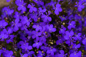 Image result for Männertreu