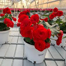 Image result for Бегония Элатиор 12х22 4601887072423