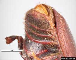 Attēlu rezultāti vaicājumam “Scolytus ratzeburgi”