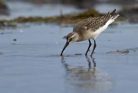 Attēlu rezultāti vaicājumam “Calidris ferruginea”