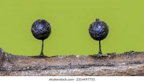 Attēlu rezultāti vaicājumam “Lamproderma arcyrioides macro”