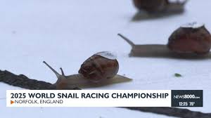 Image result for World Snail Racing Championships