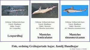 Image result for Scylliogaleus quecketti