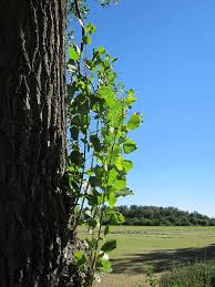 Attēlu rezultāti vaicājumam “Populus x canadensis”