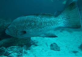 Image result for Mycteroperca olfax