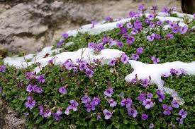 Image result for Aubrieta hybrida (cultorum)