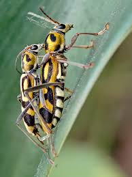 Attēlu rezultāti vaicājumam “Leptura annularis”