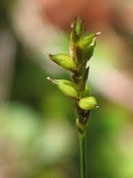 Attēlu rezultāti vaicājumam “Carex digitata bud”