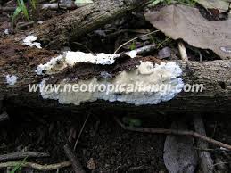 Attēlu rezultāti vaicājumam “Steccherinum ochraceum”