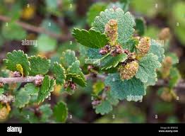 Attēlu rezultāti vaicājumam “Betula nana leaf”