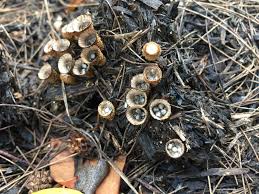 Attēlu rezultāti vaicājumam “Cyathus striatus”