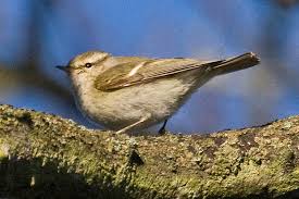 Image result for Phylloscopus humei