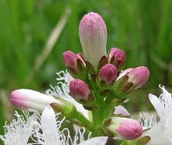 Attēlu rezultāti vaicājumam “Oenothera rubricauli bud”