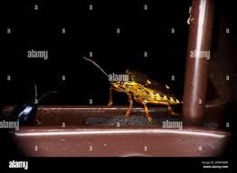 Attēlu rezultāti vaicājumam “Pinthaeus sanguinipes”