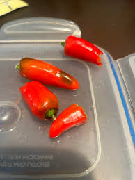 Afbeeldingsresultaat voor lipstick hot pepper