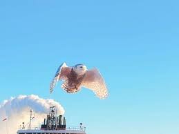 Image result for owl ship