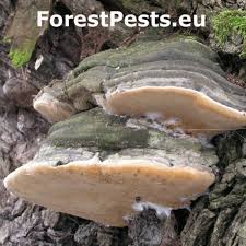Attēlu rezultāti vaicājumam “Phellinus chrysoloma”