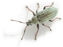 Attēlu rezultāti vaicājumam “Phyllobius”