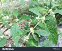 Attēlu rezultāti vaicājumam “Tubifera applanata sessile”