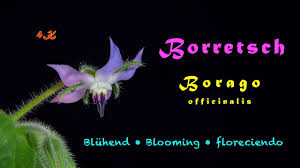 Image result for Borretsch