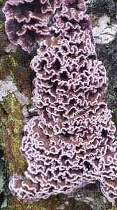 Attēlu rezultāti vaicājumam “Chondrostereum purpureum”