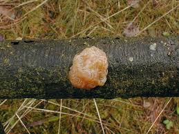 Attēlu rezultāti vaicājumam “Tremella encephala”