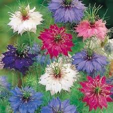 Image result for Nigella damascena