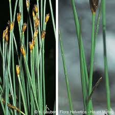 Attēlu rezultāti vaicājumam “Trichophorum cespitosum fruit”