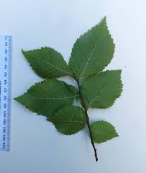 Attēlu rezultāti vaicājumam “Ulmus x hollandica leaf”
