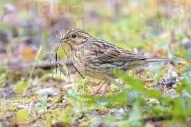 Image result for Emberiza cirlus