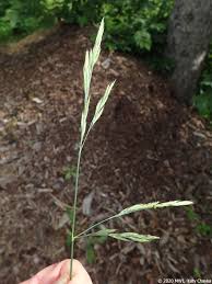 Attēlu rezultāti vaicājumam “Festuca rubra subsp. rubra fruit”