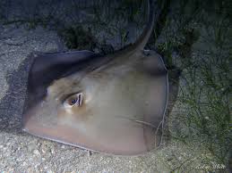 Image result for Hypanus longus