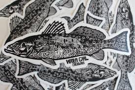 Image result for Cynoscion nebulosus