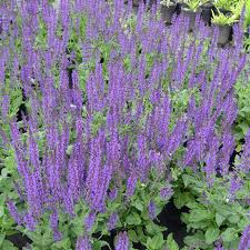 Attēlu rezultāti vaicājumam “Salvia nemorosa”