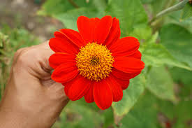 Image result for Tithonia rotundifolia