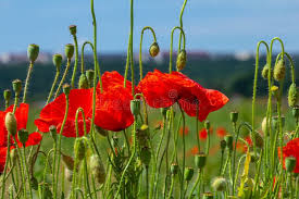 Attēlu rezultāti vaicājumam “Papaveraceae”