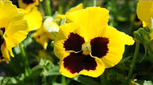Image result for Viola x wittrockiana `Hiemalis`